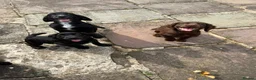 Cocker Spaniel dogs for sale: BEAUTIFUL MIXED COLOUR LITTER,HEALTHTESTED PARENTS - Advert 3