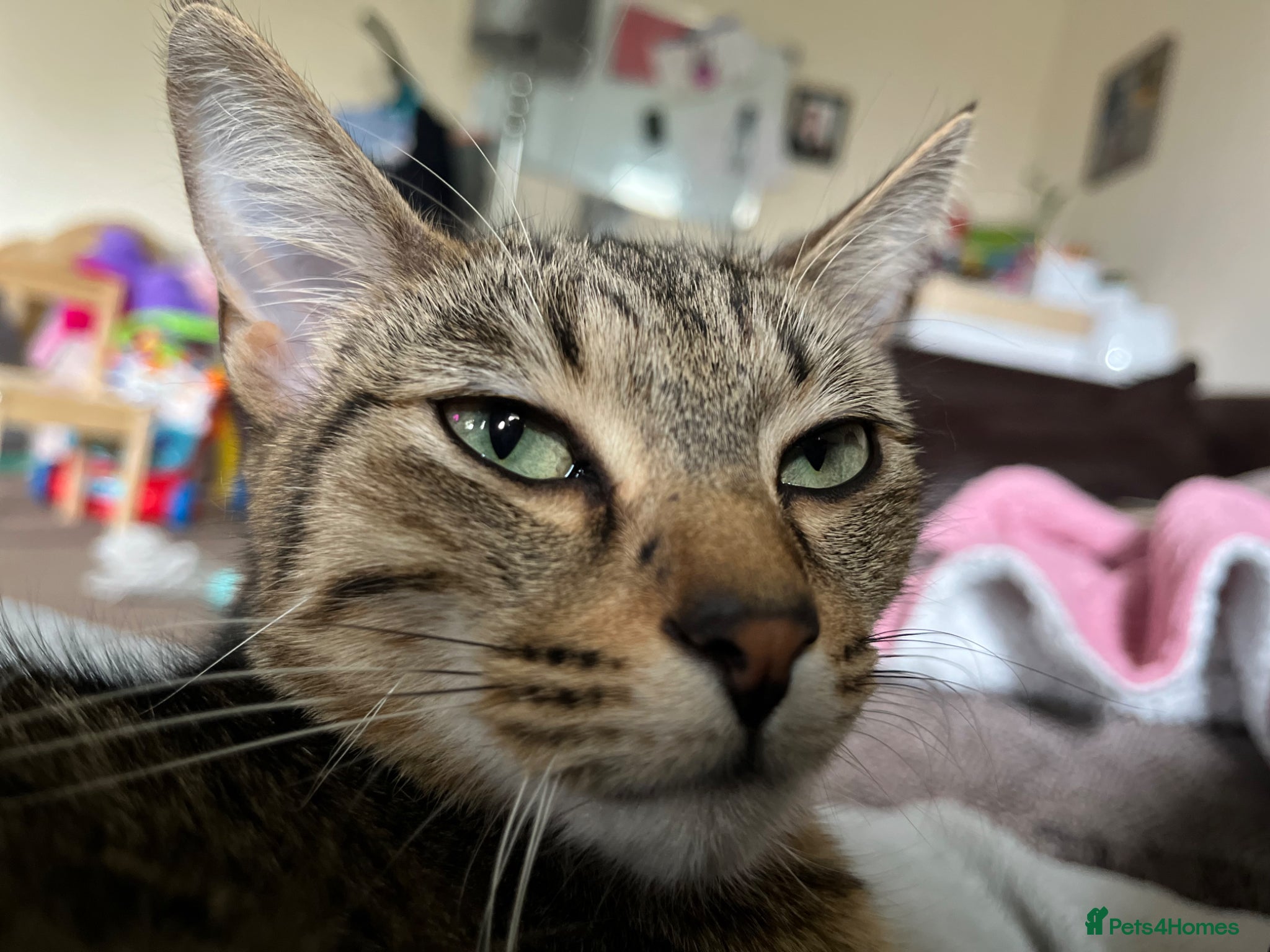 Mixed Breed cats bengal/tabby X Maine coone kittens  - Advert 1