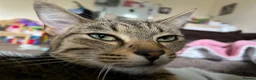 Mixed Breed cats for sale: bengal/tabby X Maine coone kittens  in Brighton - Advert 1