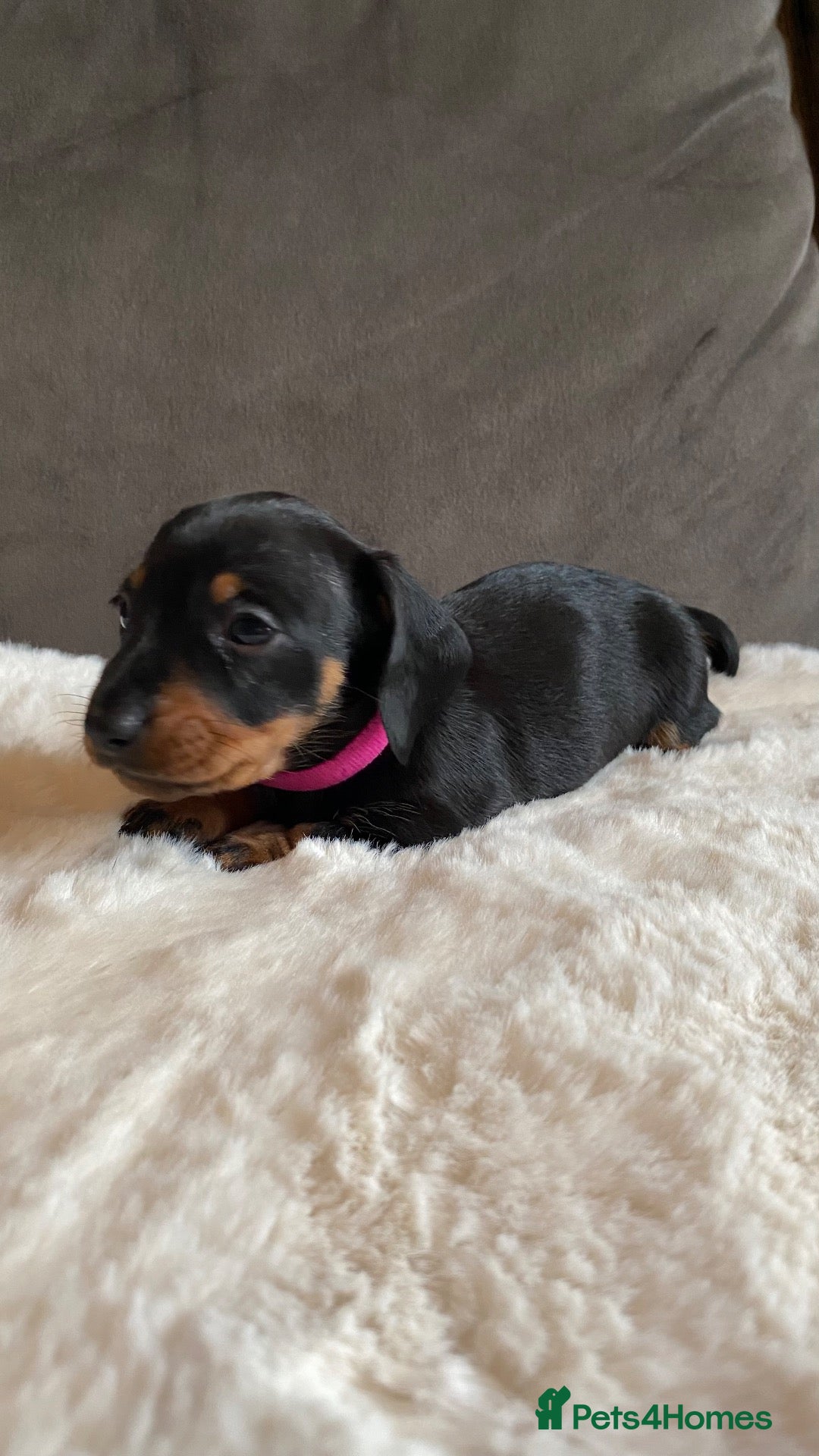 Miniature Dachshund dogs Stunning KC registered miniature dachshunds - Advert 5