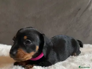 Miniature Dachshund dogs Stunning KC registered miniature dachshunds - Advert 5