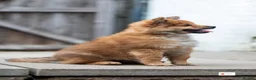 Mixed Breed dogs for sale: Italian Volpino puppies 🦊 - Advert 12