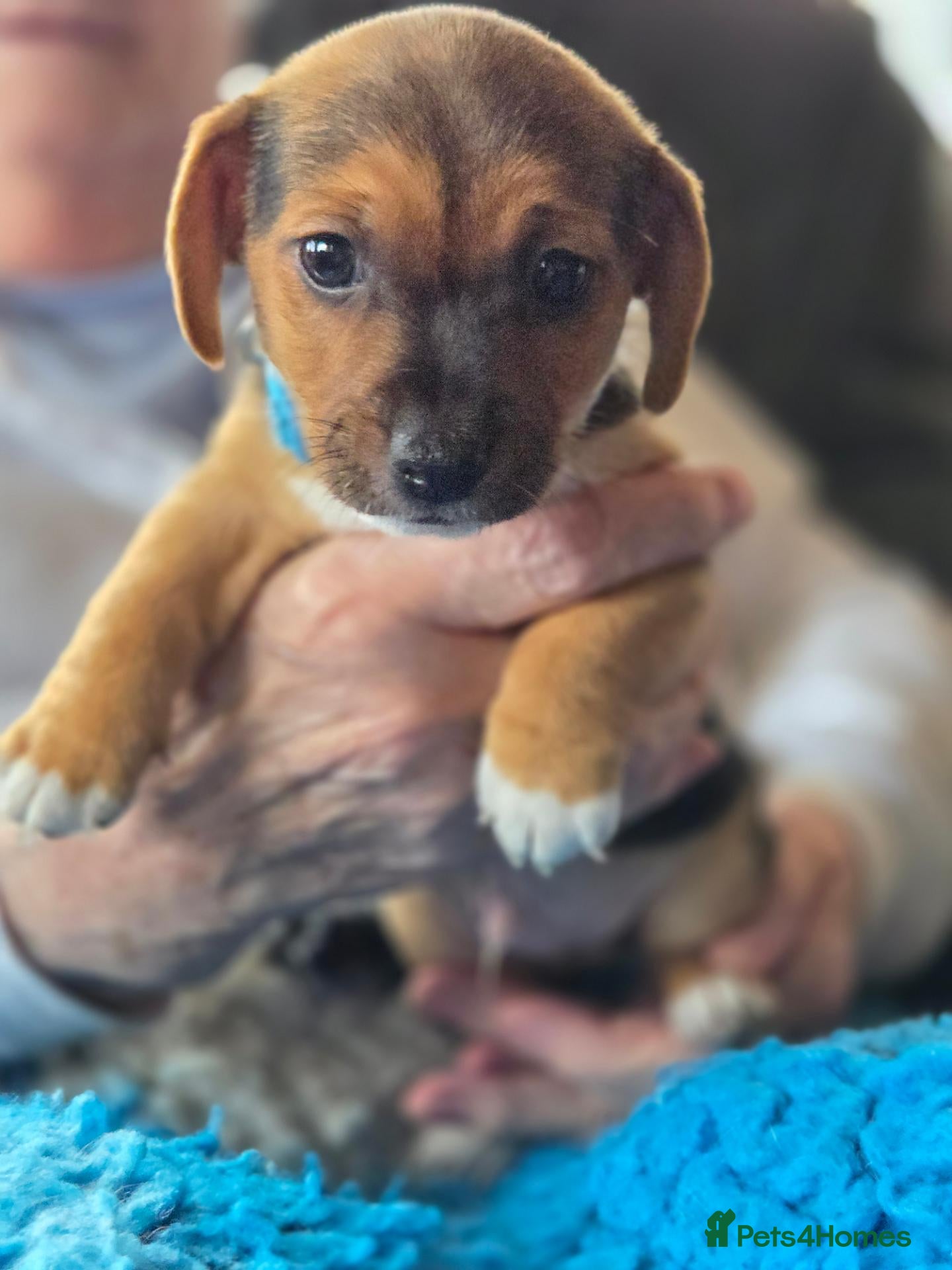 Jack Russell dogs Beautiful Jack Russell puppies - Advert 2