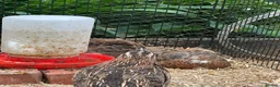 Quail poultry for sale: Mixed quail. 6 weeks old. Male and female.  - Advert 4