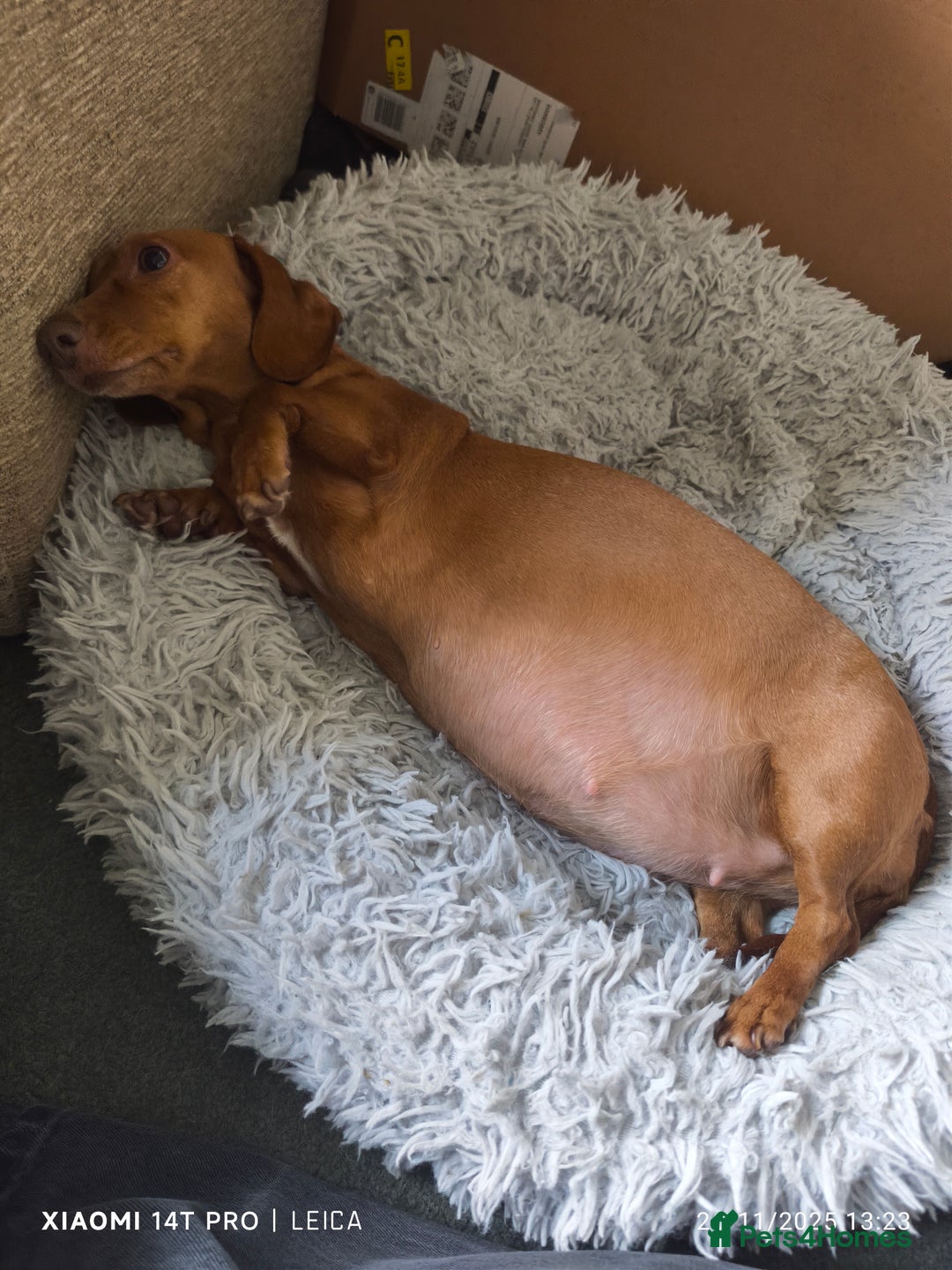 Mixed Breed dogs for sale: Red Miniature Dachshunds x WestiePoo - Advert 4