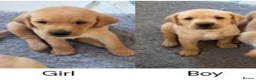 Labrador Retriever dogs for sale: Gorgeous KC Registered Labrador puppies - Advert 3