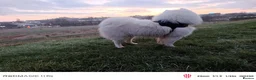 Samoyed dogs for stud: KC Registered Samoyed Male Available for Stud - Advert 9