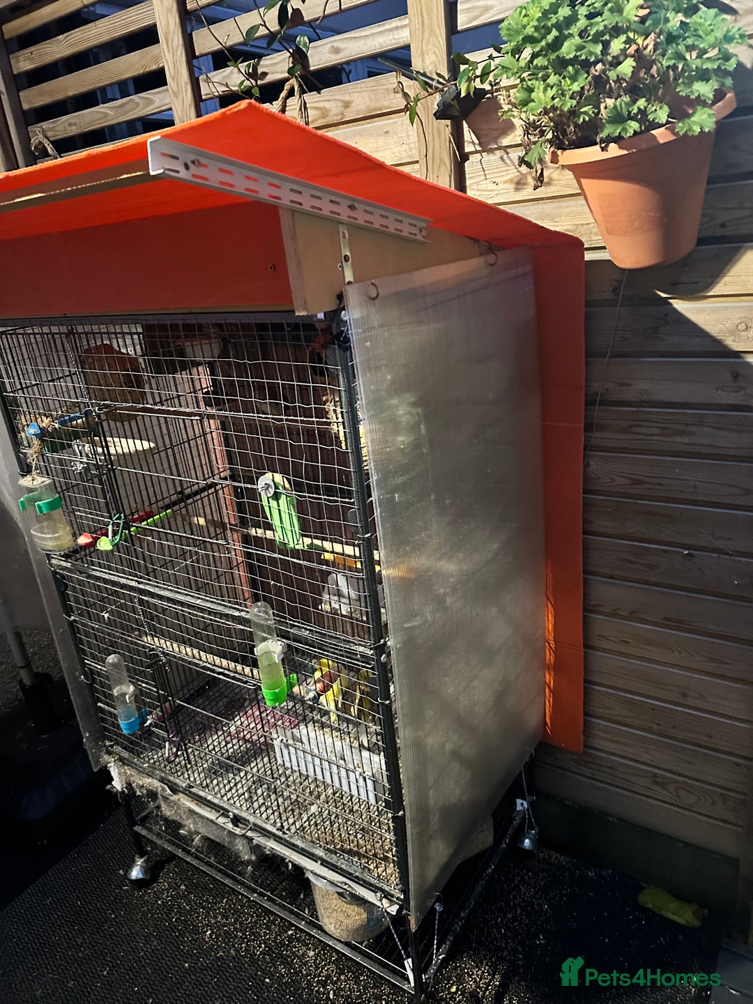 Finches birds for sale: Cage with 12/15 zebra finches and 3 canaries  - Advert 2