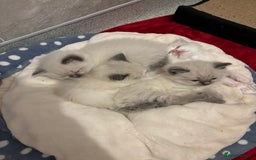 Ragdoll cats for sale: Gorgeous Ragdoll Kittens - Image 7