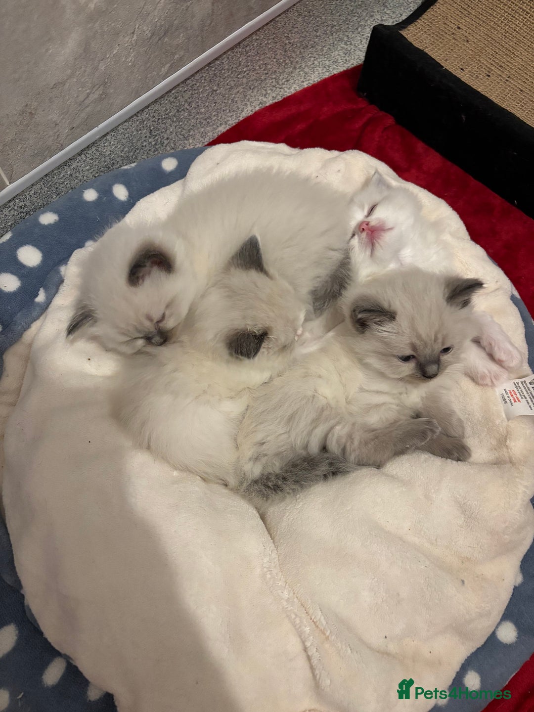 Ragdoll cats for sale: Gorgeous Ragdoll Kittens - Image 7