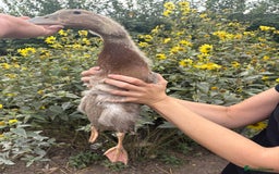 Ducks poultry for sale: Runner ducklings for sale - Image 3