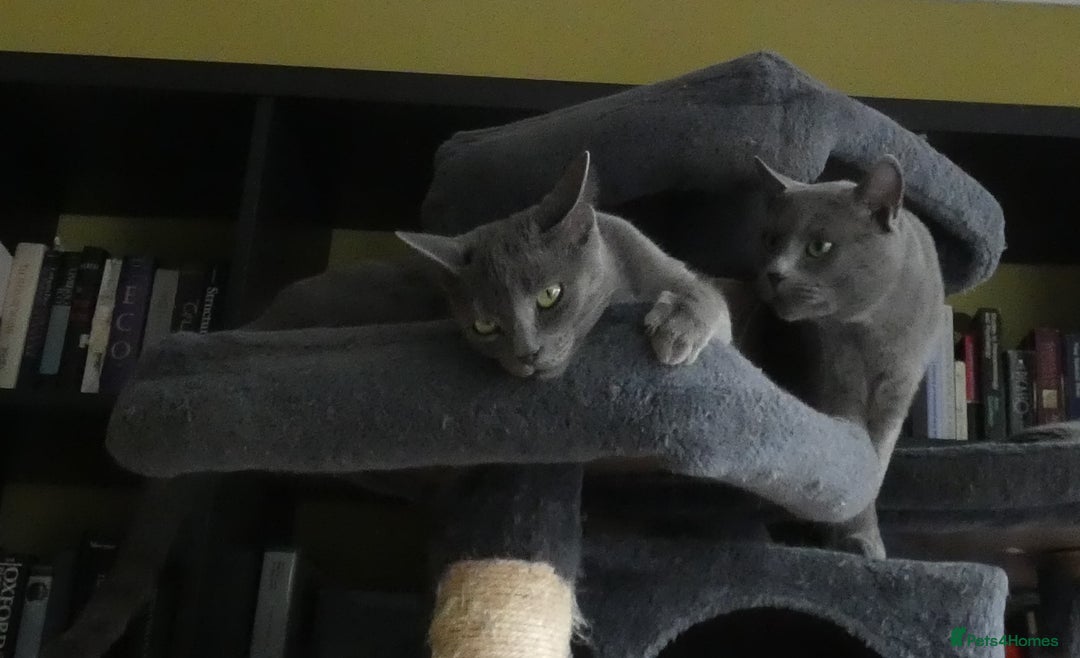 Russian Blue cats for sale: Pure Russian Blue Kittens, 3 girls, 1 boy - Image 12
