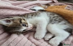 Mixed Breed cats for sale: Fluffy kittens - Image 12