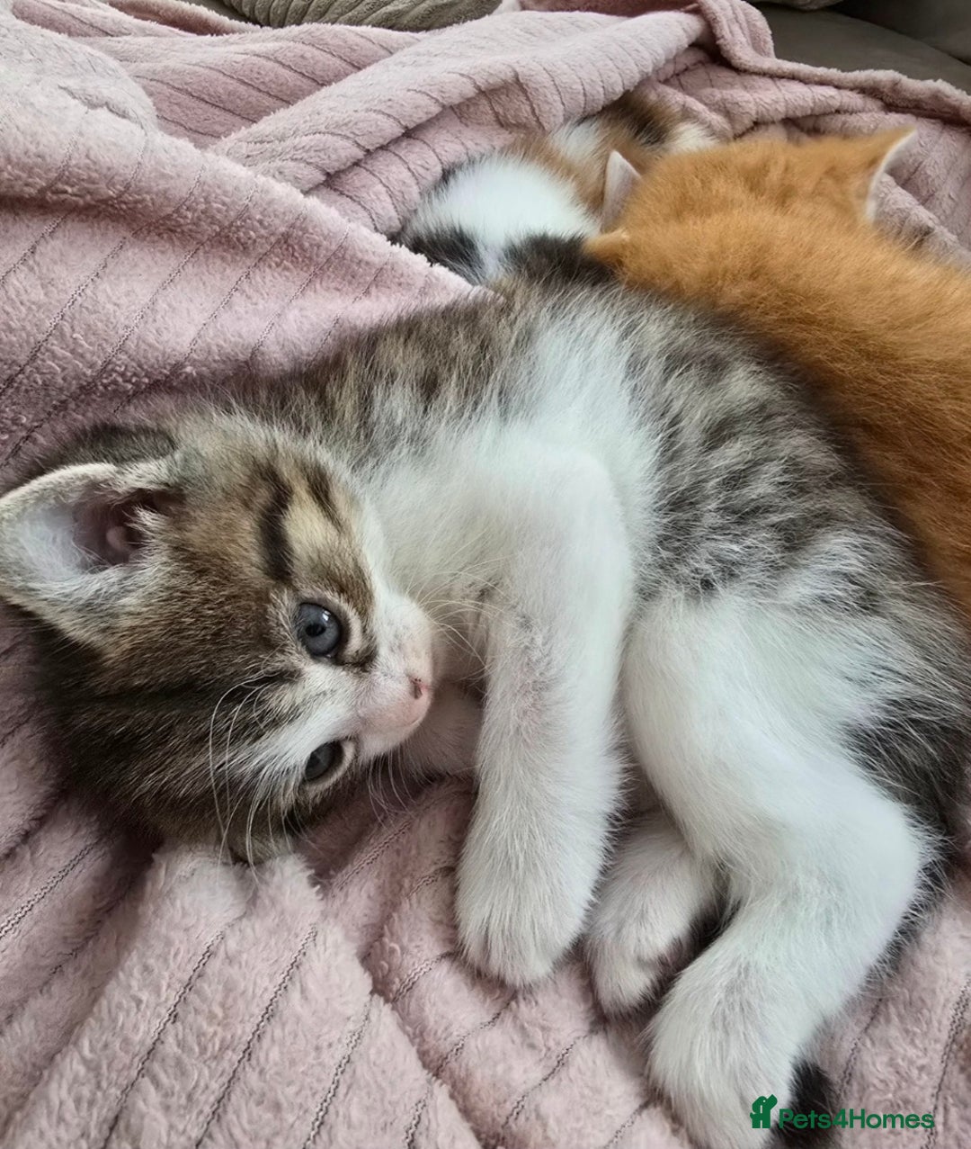 Mixed Breed cats for sale: Fluffy kittens - Image 12
