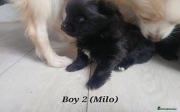 Pomeranian dogs for sale: 3 Pure XS Pomeranian, Boys Bear&Milo. Girl Ebony - Image 7