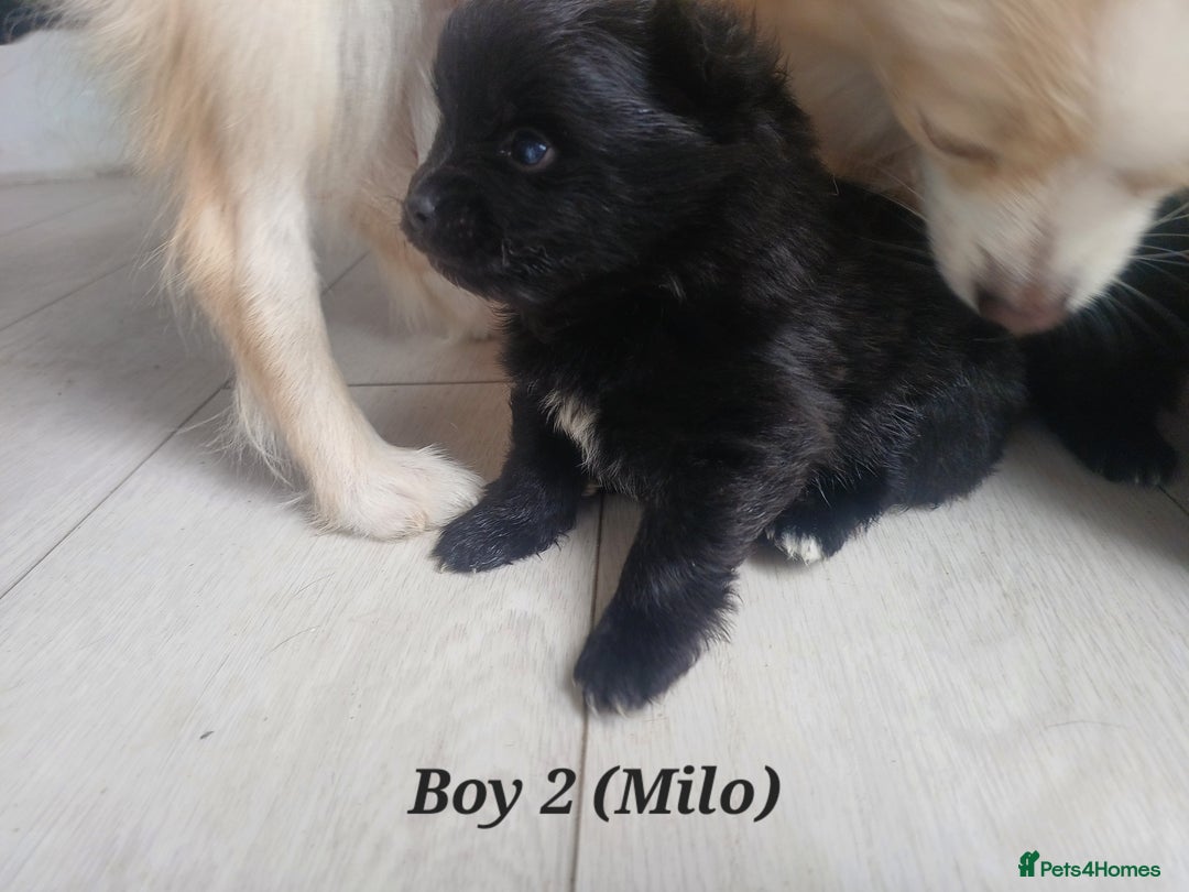 Pomeranian dogs for sale: 3 Pure XS Pomeranian, Boys Bear&Milo. Girl Ebony - Image 7