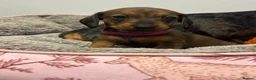 Miniature Dachshund dogs for sale: Beautiful litter of miniature Dachshund  - Advert 6