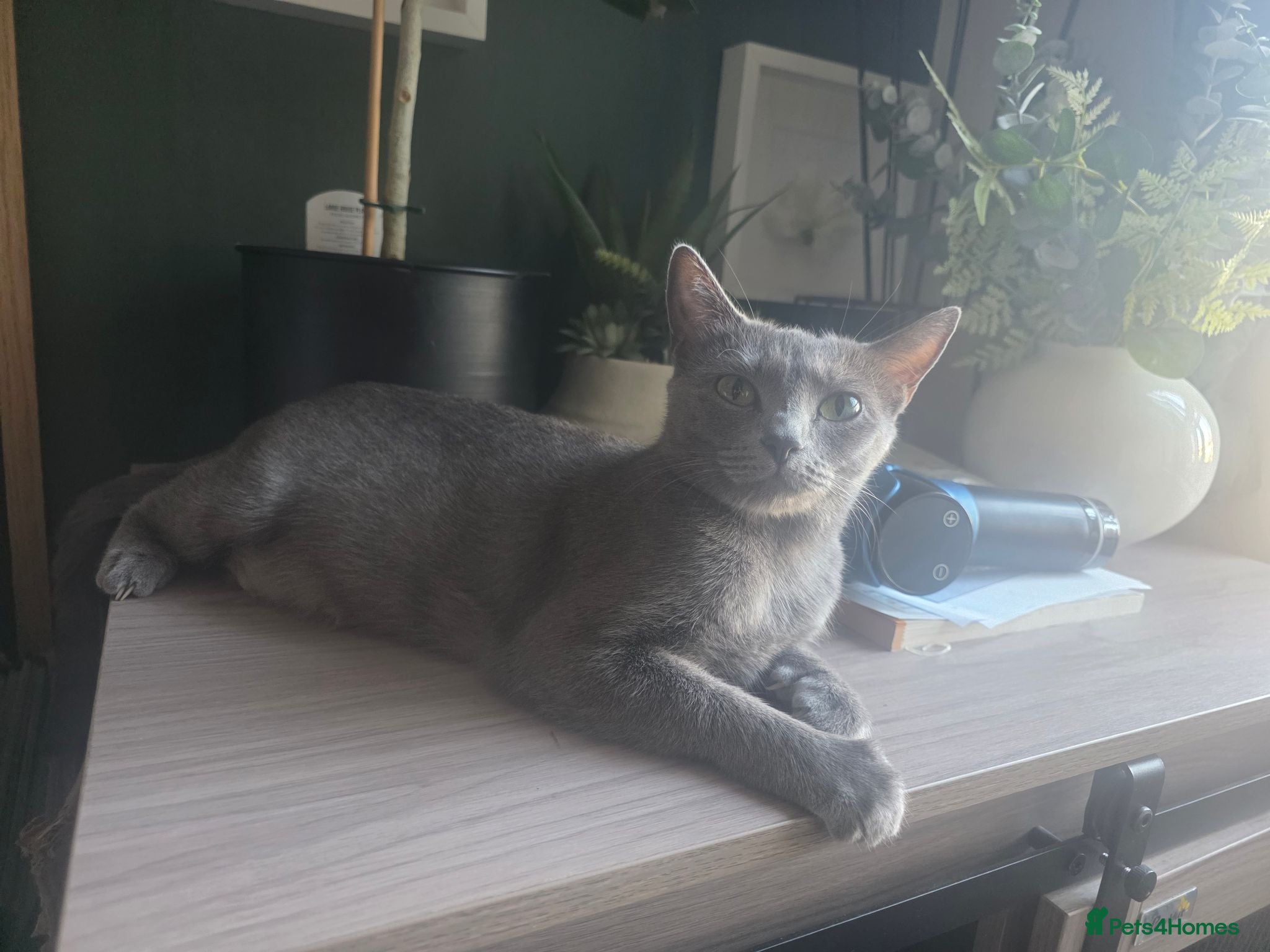 Russian Blue cats 🐾 Beautiful Russian Blue Kittens 🐾 - Advert 1