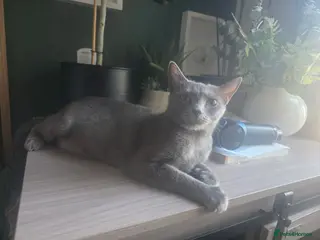 Russian Blue cats 🐾 Beautiful Russian Blue Kittens 🐾 - Advert 1