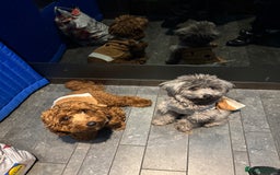 Mixed Breed dogs for sale: Puppies looking for a loving family  - Image 18