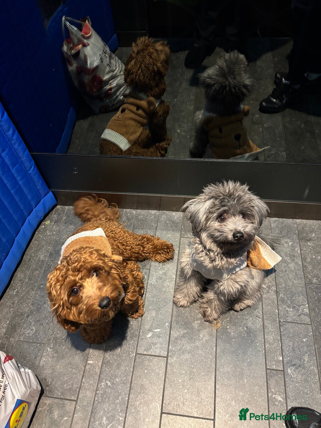 Mixed Breed dogs for sale: Puppies looking for a loving family  - Image 18