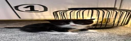 British Shorthair cats for sale: 2 Black&white kittens. British-short hair mother - Advert 2