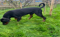 Dobermann dogs for stud: beautiful, healthy& professional Doberman KC&FCI - Image 4