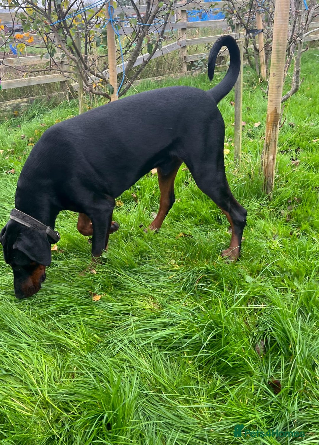 Dobermann dogs for stud: beautiful, healthy& professional Doberman KC&FCI - Image 4