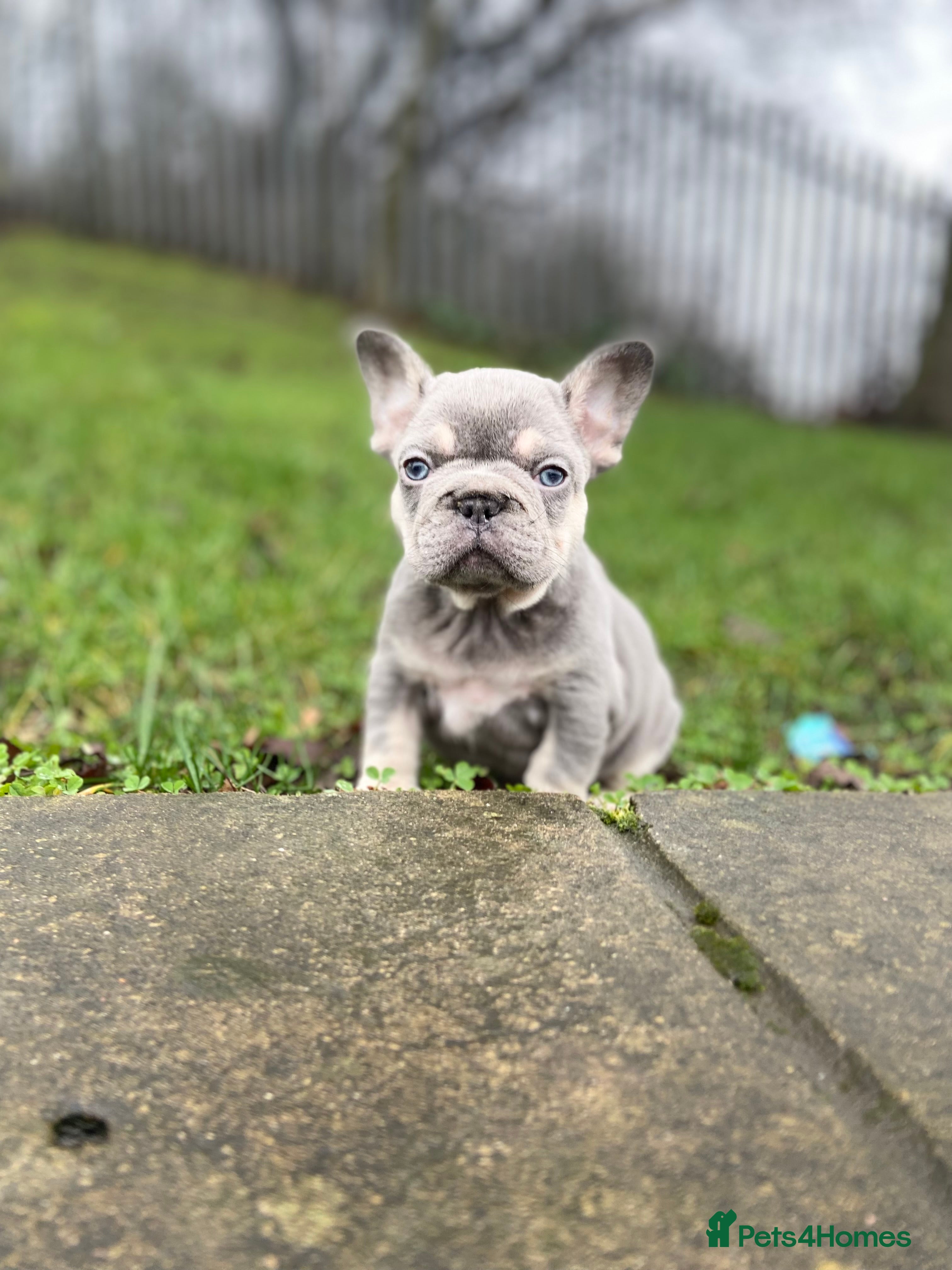 French Bulldog dogs Gorgeous French Bulldog Pups (KC Reg) - Advert 7