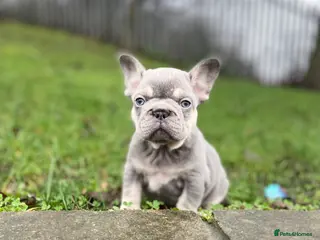 French Bulldog dogs Gorgeous French Bulldog Pups (KC Reg) - Advert 7