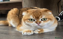 Scottish Fold cats for stud: 💙Looking for a Queen for Our Gentle PORSCHE 💙 - Image 2