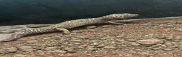 Leopard Gecko reptiles for sale: Breeding Pair of Leopard Geckos - Advert 3