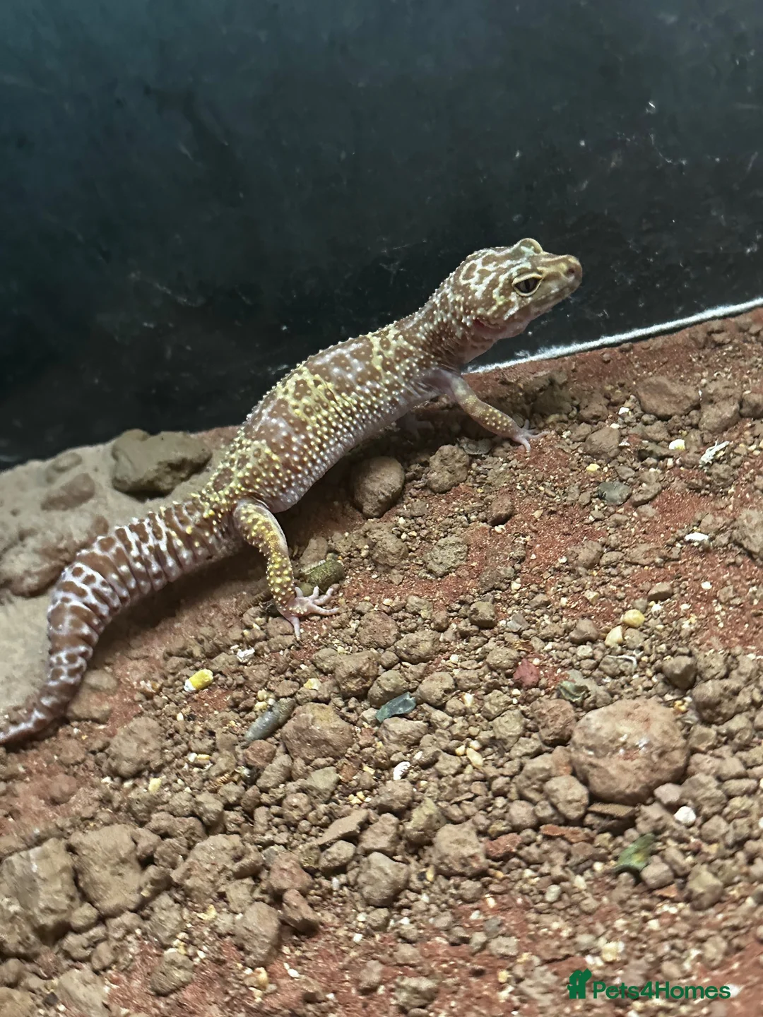 Leopard Gecko reptiles for sale: Breeding Pair of Leopard Geckos - Advert 3