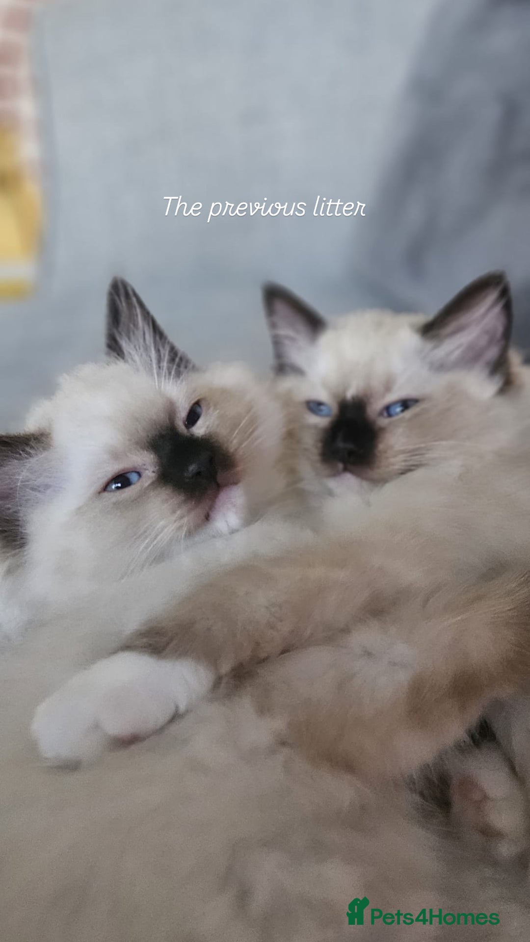 Ragdoll cats for sale: CHUNKY FLUFFY PEDIGREE RAGDOLL KITTENS - Advert 6