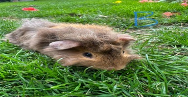 Guinea Pig rodents - Advert 10