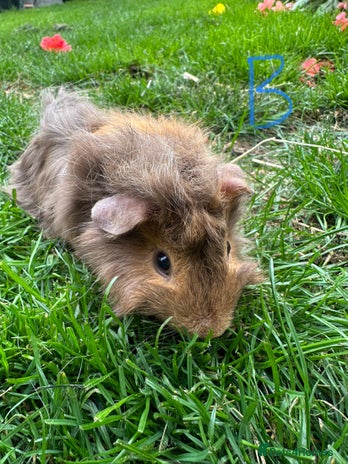 Guinea Pig rodents - Advert 9