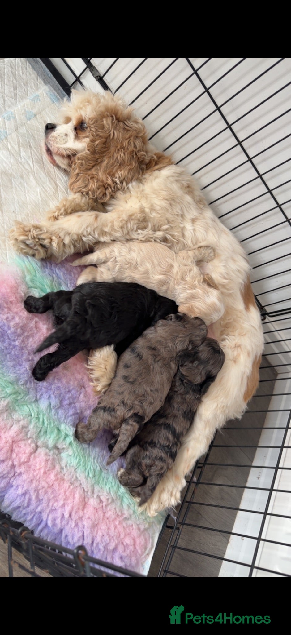 Cockapoo dogs Stunning Yankeepoo puppies ❤️ - Advert 1