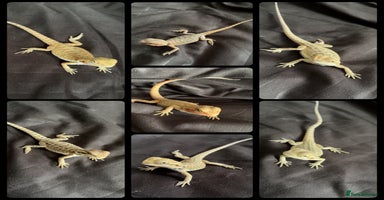 Bearded Dragon reptiles - Advert 1