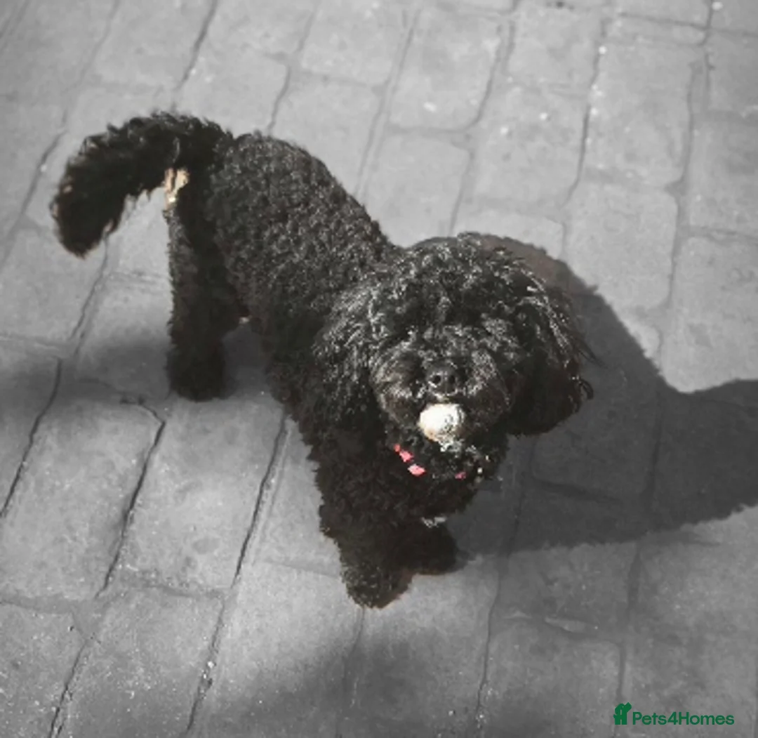 Cavapoo dogs for sale: F1BB cavapoos - Advert 2