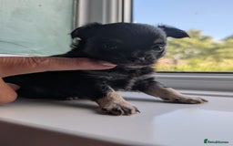 Chihuahua dogs for sale: Two chihuahua baby girls, black long haired!!!! - Image 8