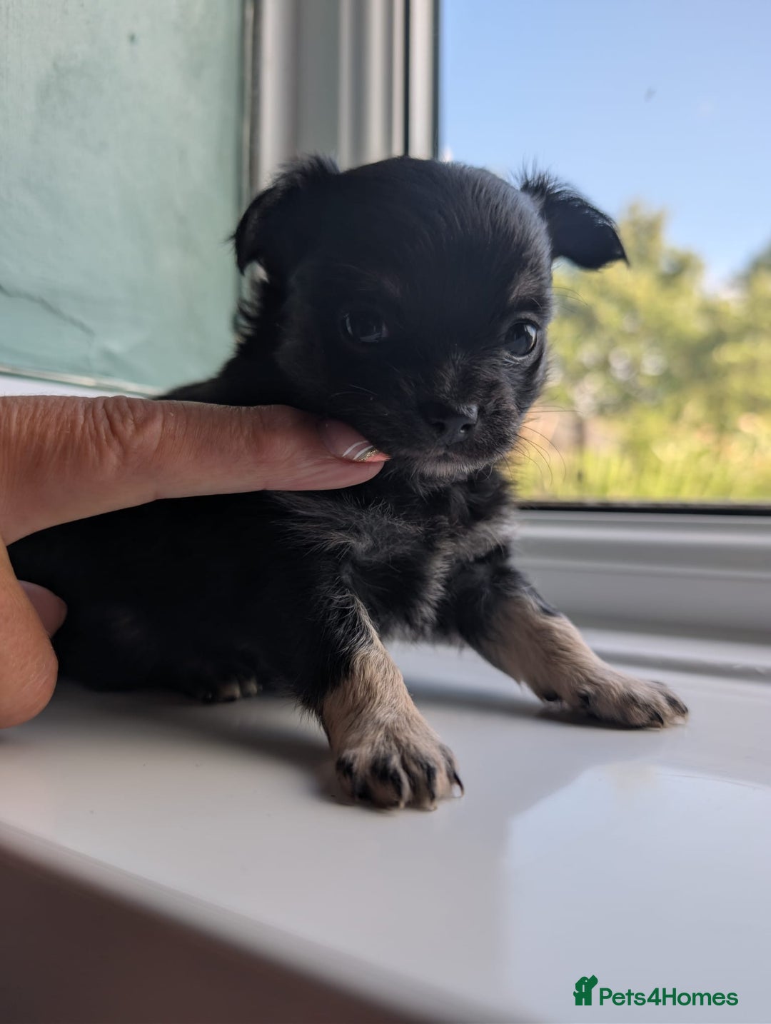 Chihuahua dogs for sale: Two chihuahua baby girls, black long haired!!!! - Image 8