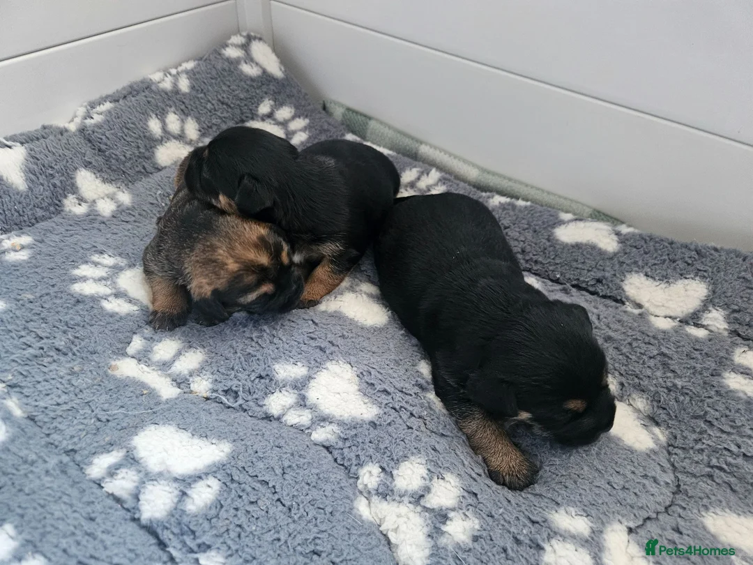 Border Terrier dogs for sale: Border terrier puppies  in Houghton le Spring - Advert 7