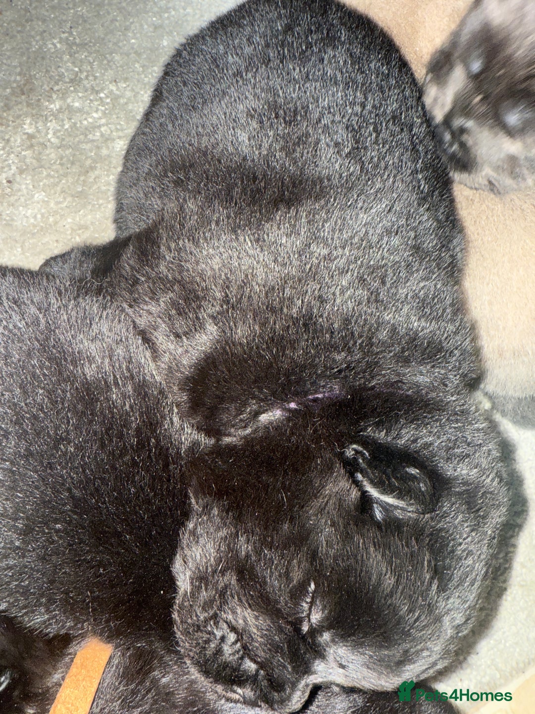 Chow Chow dogs for sale: KC reg chow chows ready to leave 24 dec! REDUCED - Advert 27