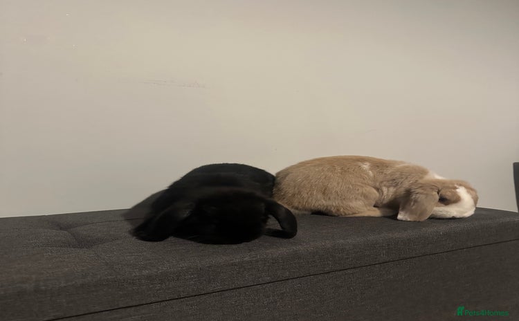 Mini Lion Lop rabbits - Advert 1