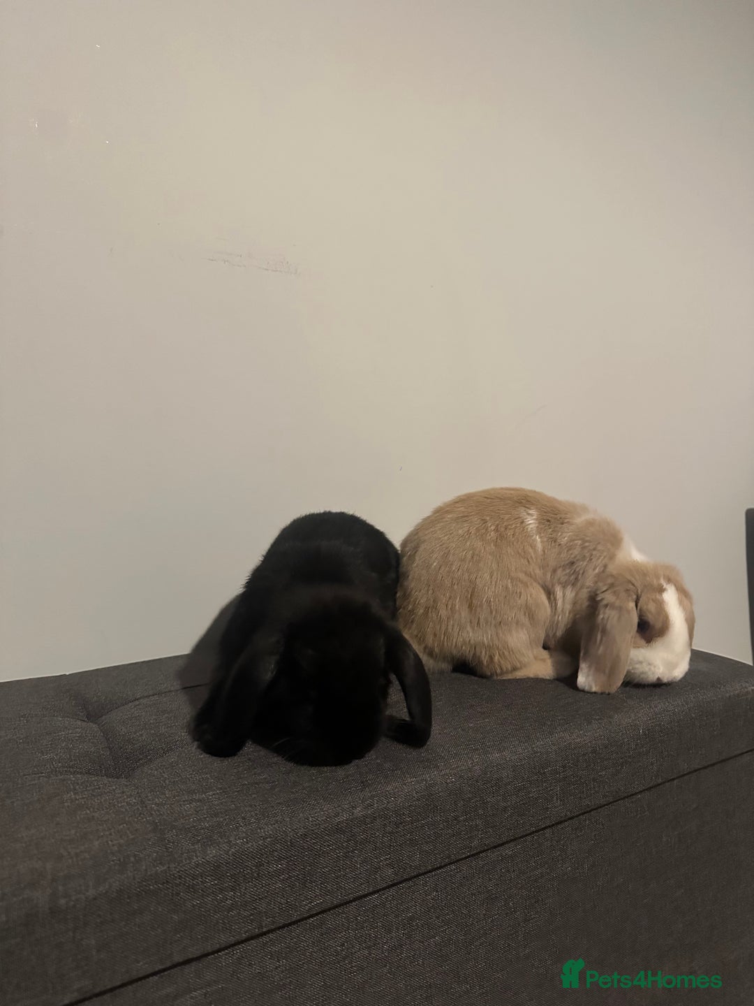 Mini Lion Lop rabbits for sale: 2 Mini Lops  - Image 1