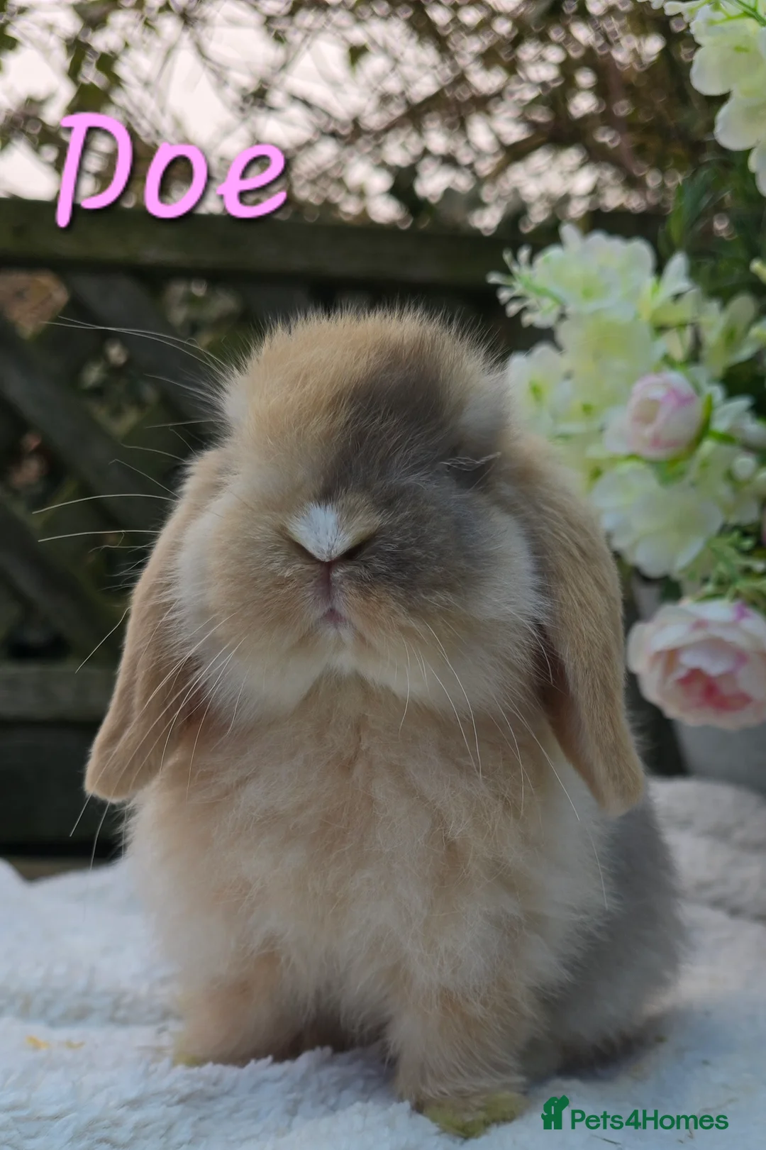 Mini Lop rabbits for sale: Beautiful mini lops girls and boys - Advert 1