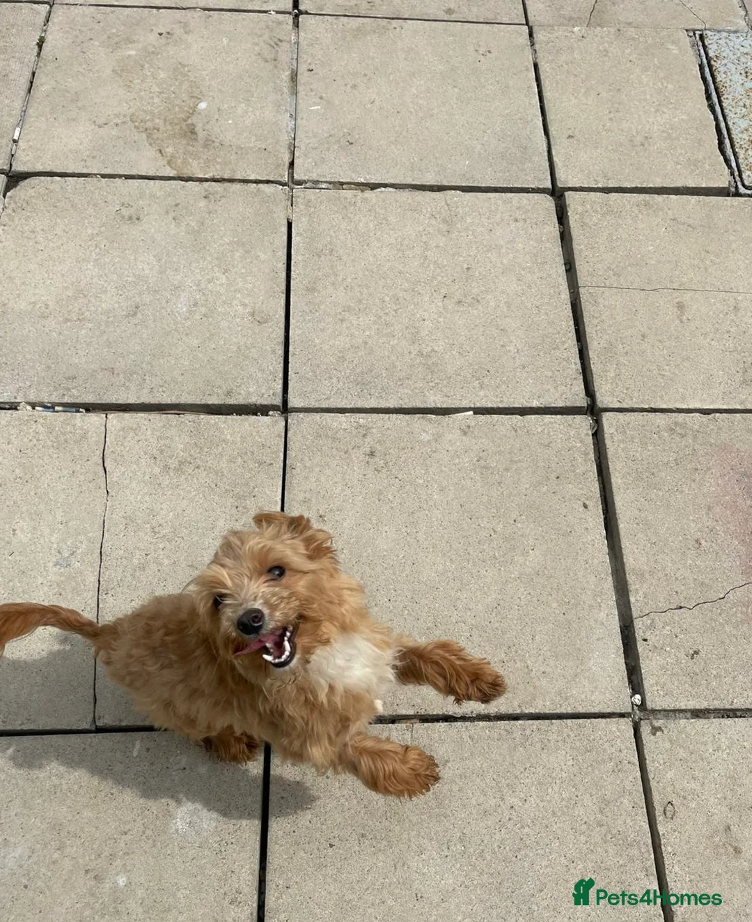 Maltipoo dogs for sale: Lovely brown Maltipoo - Advert 3