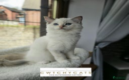 Ragdoll cats for sale: Top Quality, Tica Reg Kittens from Euro / US Lines - Image 2