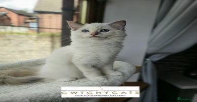 Ragdoll cats - Advert 2