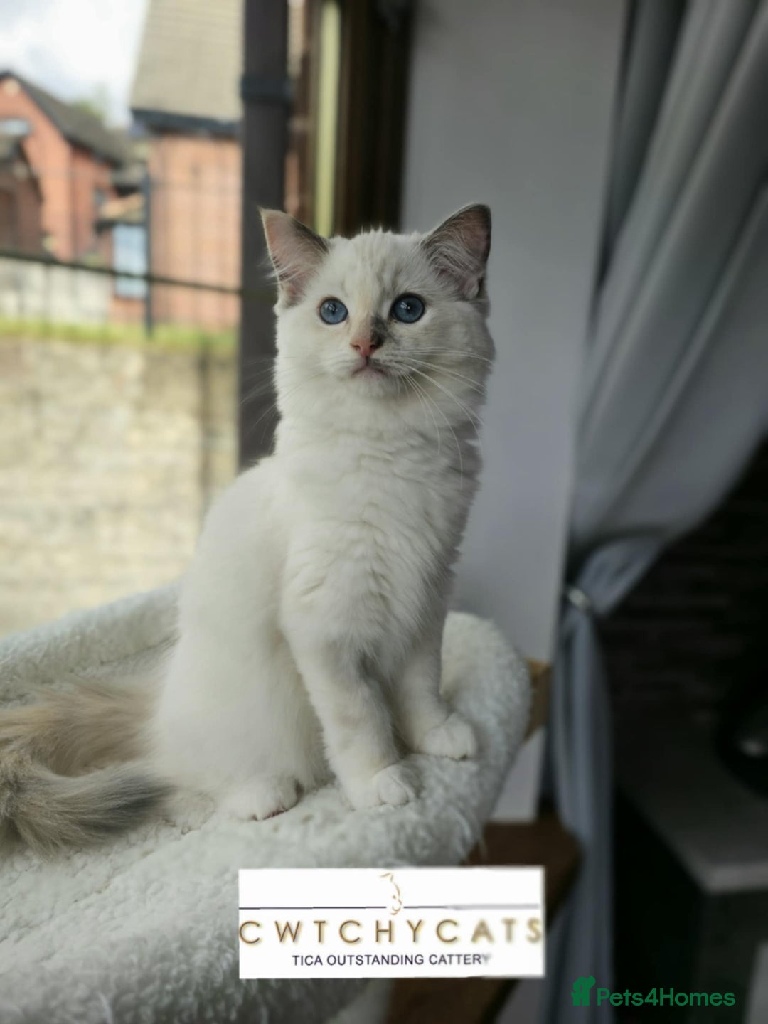 Ragdoll cats for sale: Top Quality, Tica Reg Kittens from Euro / US Lines - Image 2